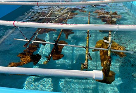 Coral in a water tank