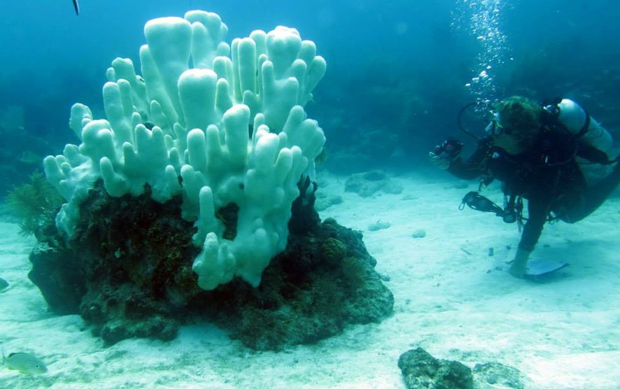 Scuba Diver inspecting bleached coral